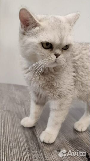 Кошка экзот или метис бесплатно