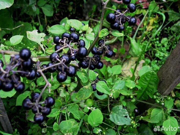 Облепиха замороженная, черника форте (санберри)