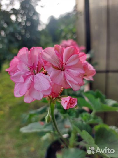 Пеларгония герань разные