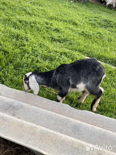 Англо нубийские козлята