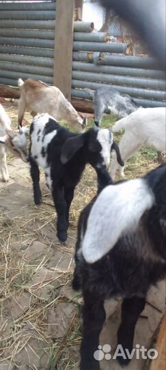 С.х козлята