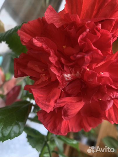 Гибискус махровый