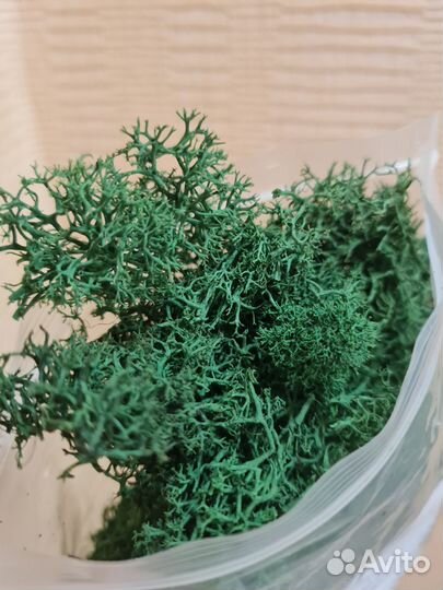 Искусственные суккуленты+эко-мох стабилизиров