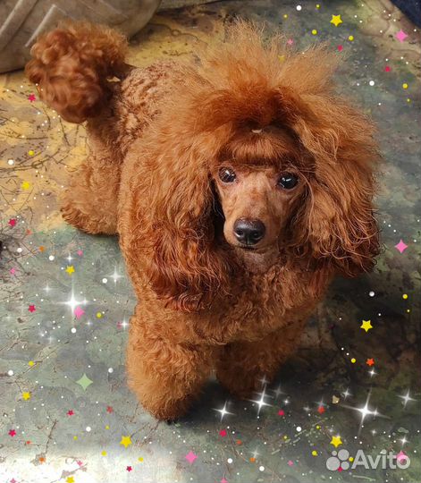 Вязка кобеля red brown с титулами