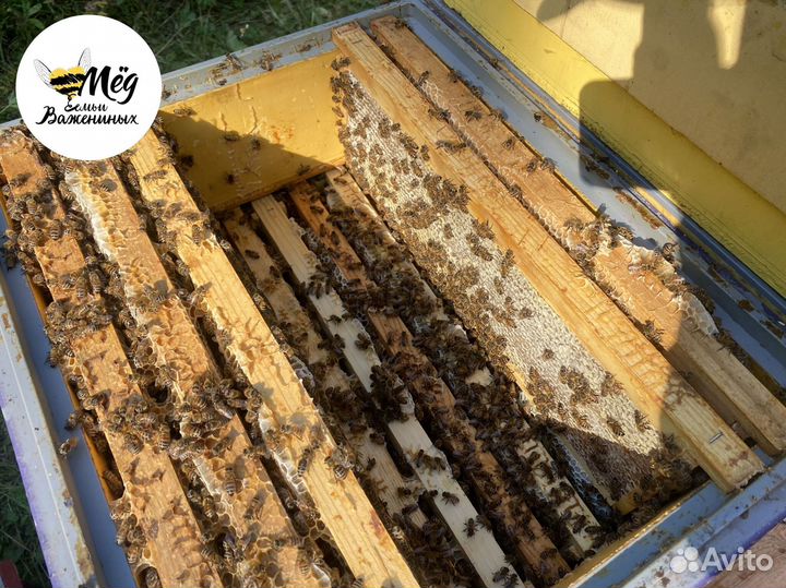 Мед липовый, гречишный, акациевый