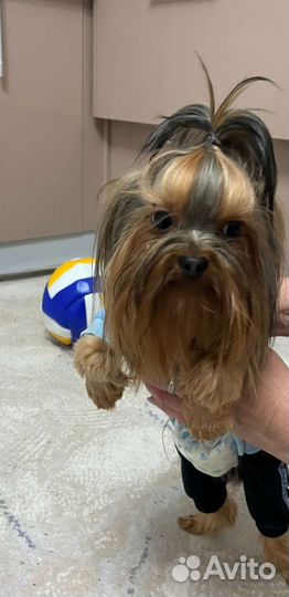 Йоркширский терьер мини вязка