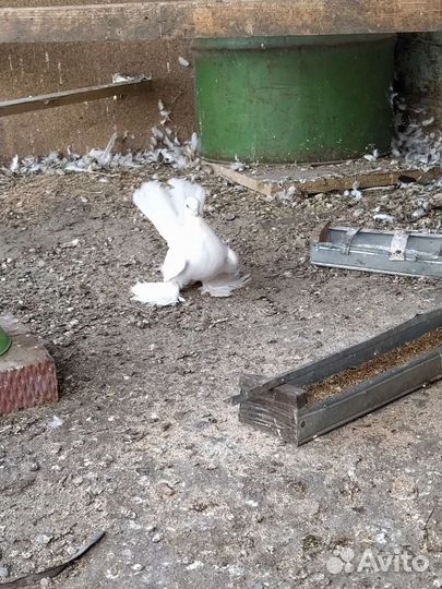 Продажа голубей статные