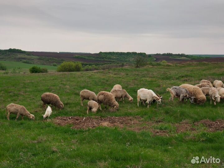 Овцы бараны ягнята