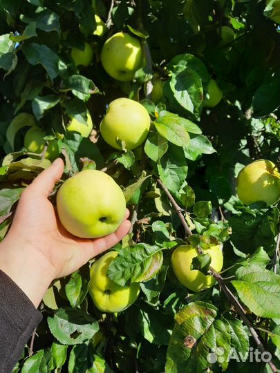 Яблоки оптом