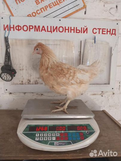 Куры молодки несушки