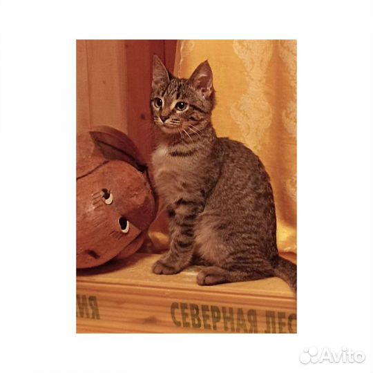 Котенок 3 месяца