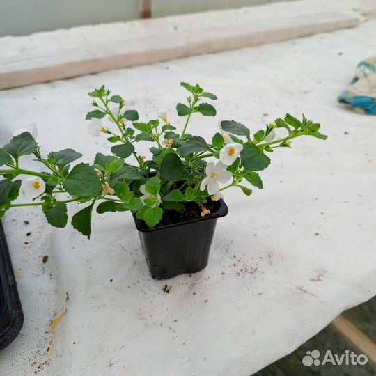 Черенки вегетаивных растений под маточники