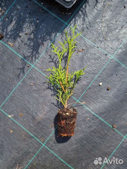 Туя западная Смарагд Smaragd черенки