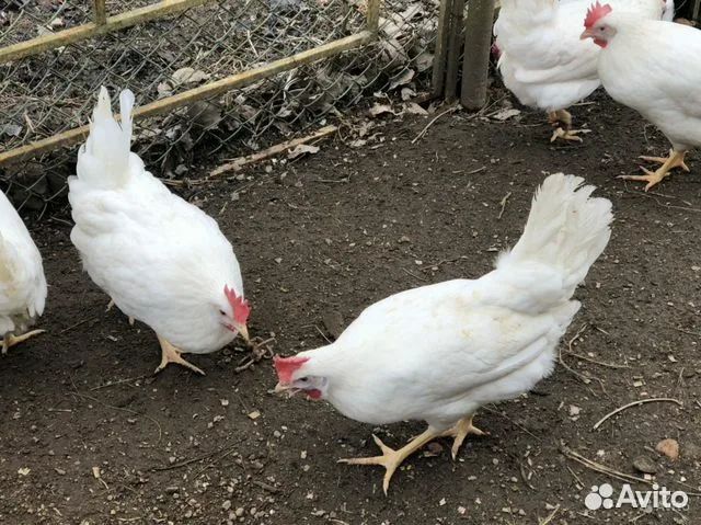 Куры несушки