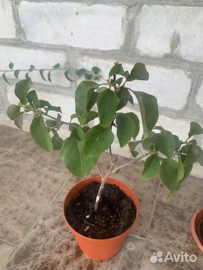 Бугенвиллия