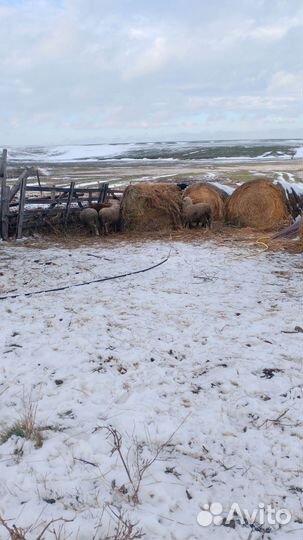 Продам баранчики не кастрированный