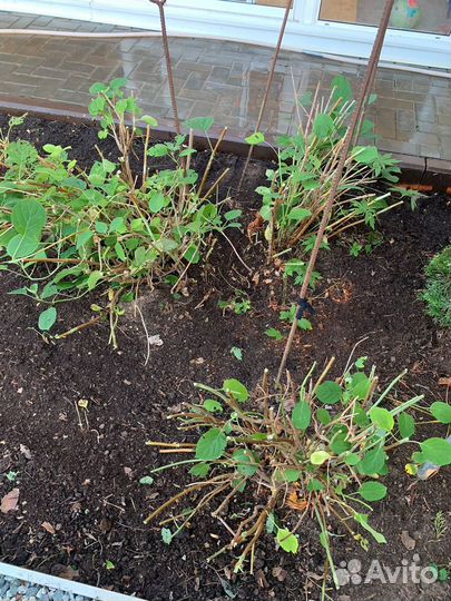 Гортензия Анабель взрослые кусты