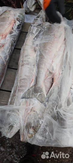 Продам кету свежемороженую