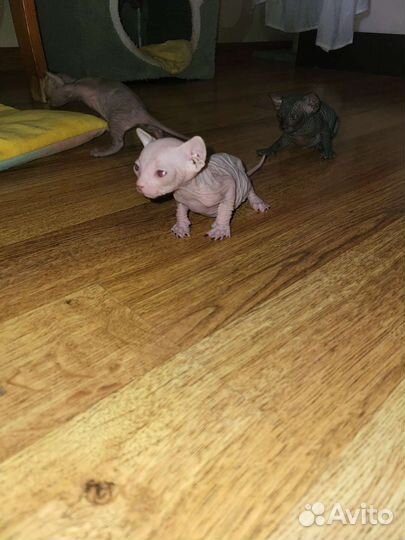 Канадский сфинкс котята