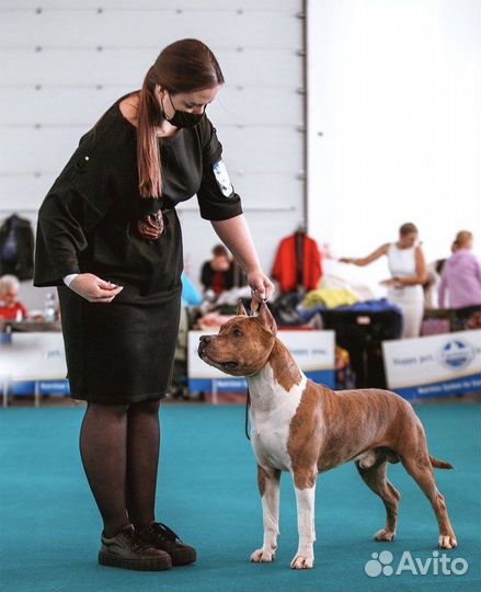 Кинолог / хендлер / дрессировка собак