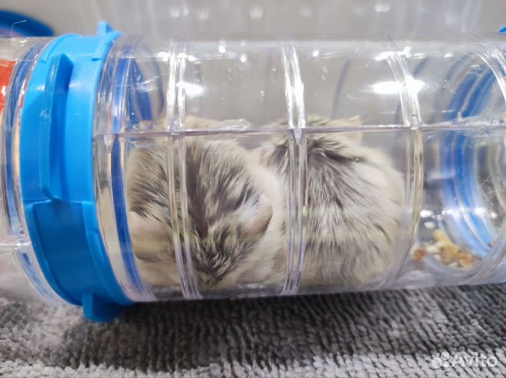 Хомяк Роборовского