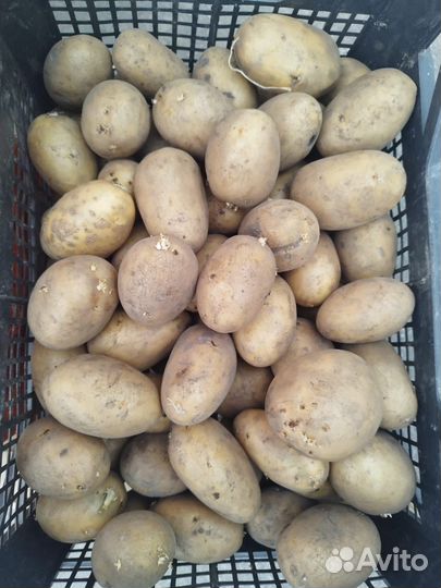 Картофель на еду и семенной