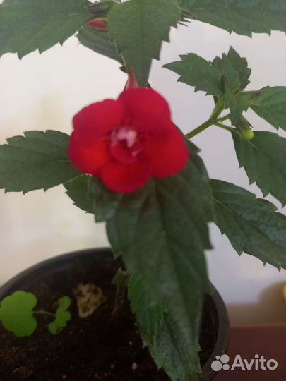 Ахименесы комнатные цветы растения