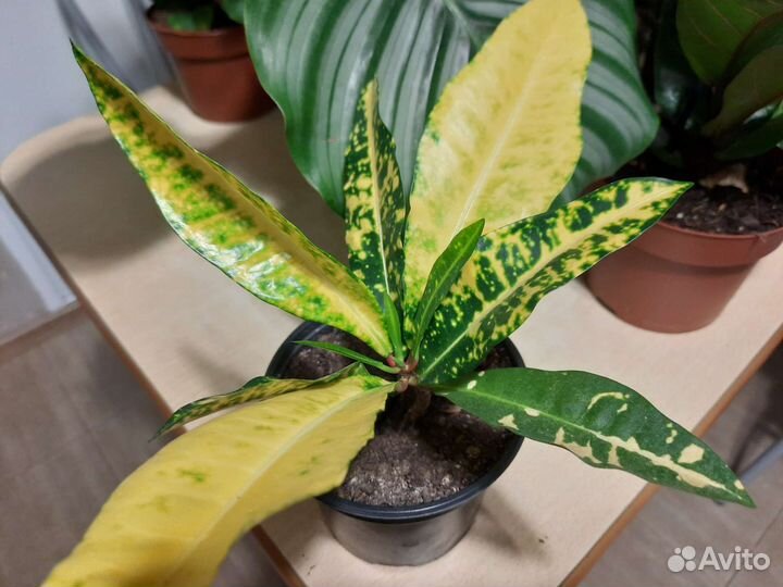 Кротон Голд Сан