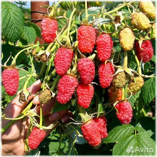 Саженцы малины