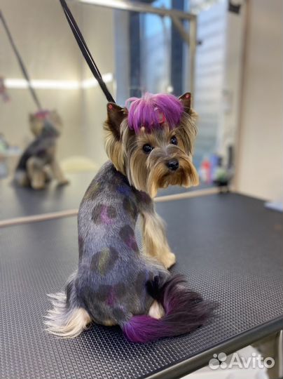 Стрижка собак, кошек