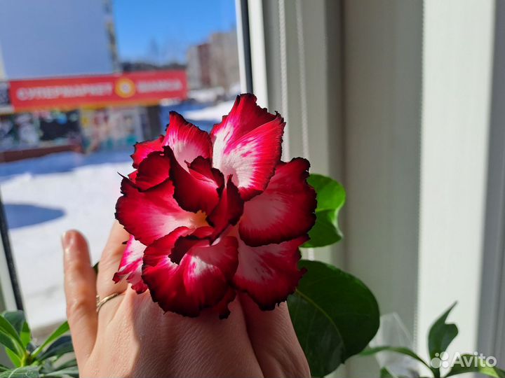 Адениум Pandora