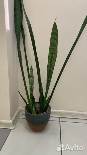 Сансевиерия