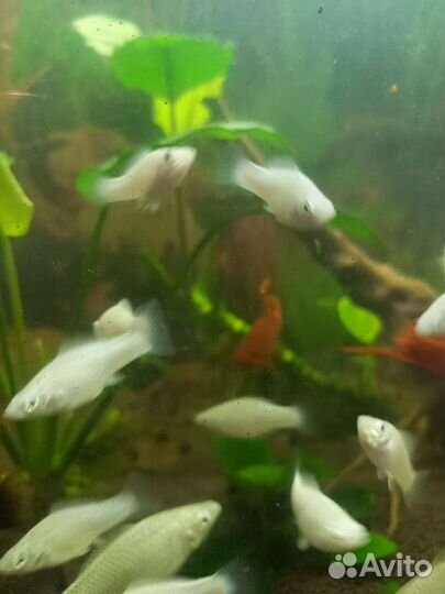 Моллинезия велифера снежинка