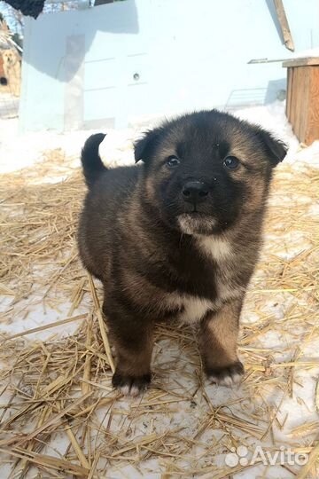 Щенки в добрые руки