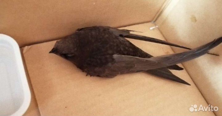 Приют для птиц