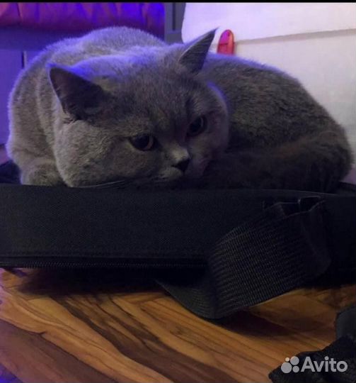 Британская