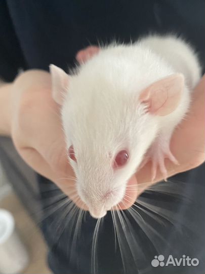 Крысы дамбо