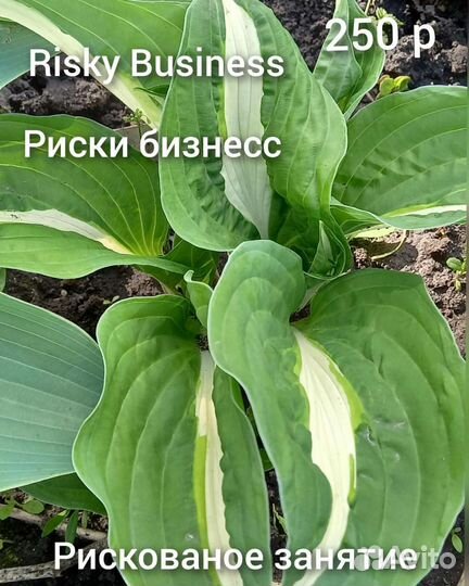 Многолетники для сада цветы