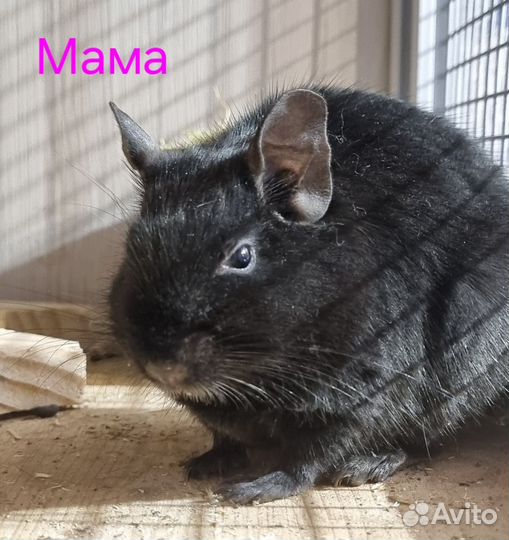 Чилийская белка дегу