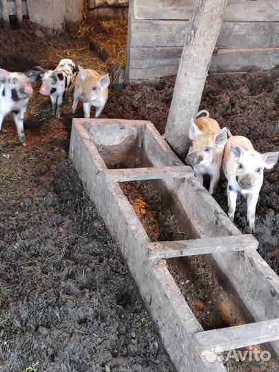 Поросенок ландрас