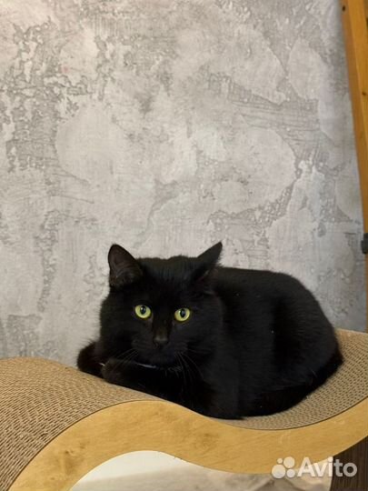 Молодая кошечка