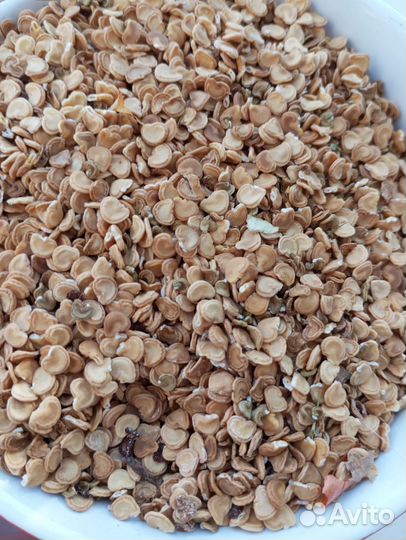 Дурман индийский