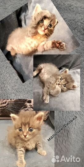 Котенок мальчик бесплатно