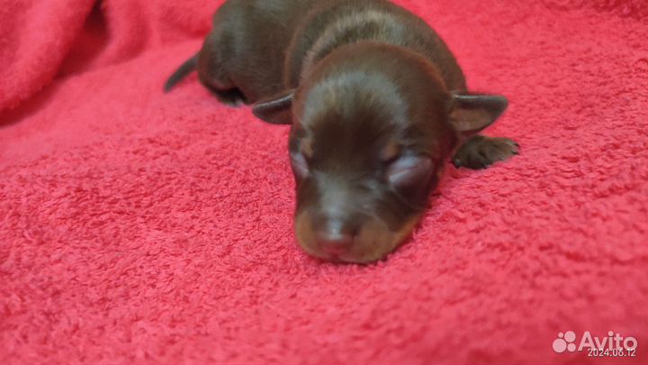 Той-терьер мальчик