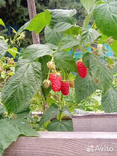 Саженцы малины элитных сортов