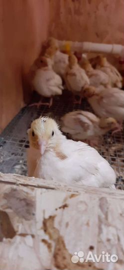 Перепела Радонежские