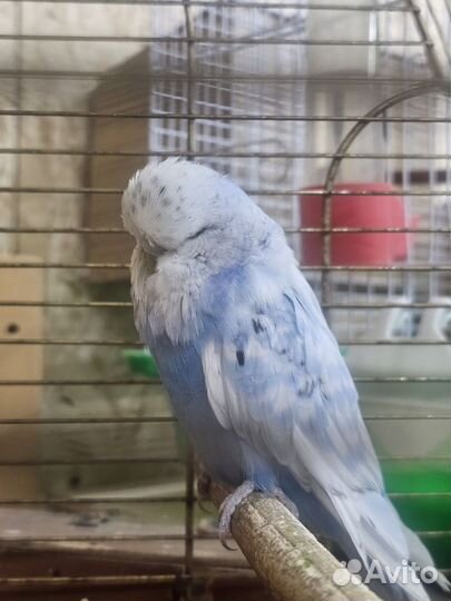 Попугай выстовочный,чех.Пара ввп
