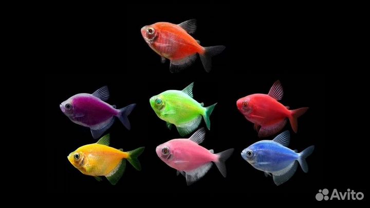 Торнеции Гло микс