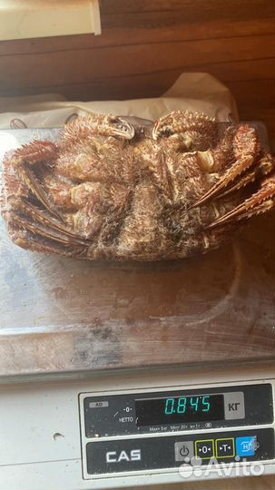 Краб волосатик