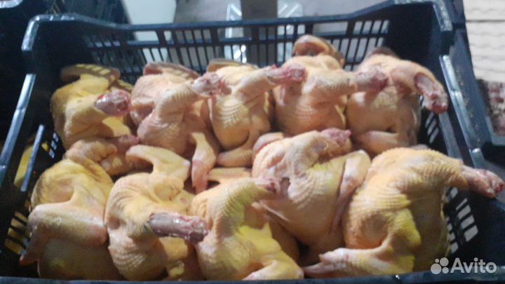 Куры бройлеры тушки мясо